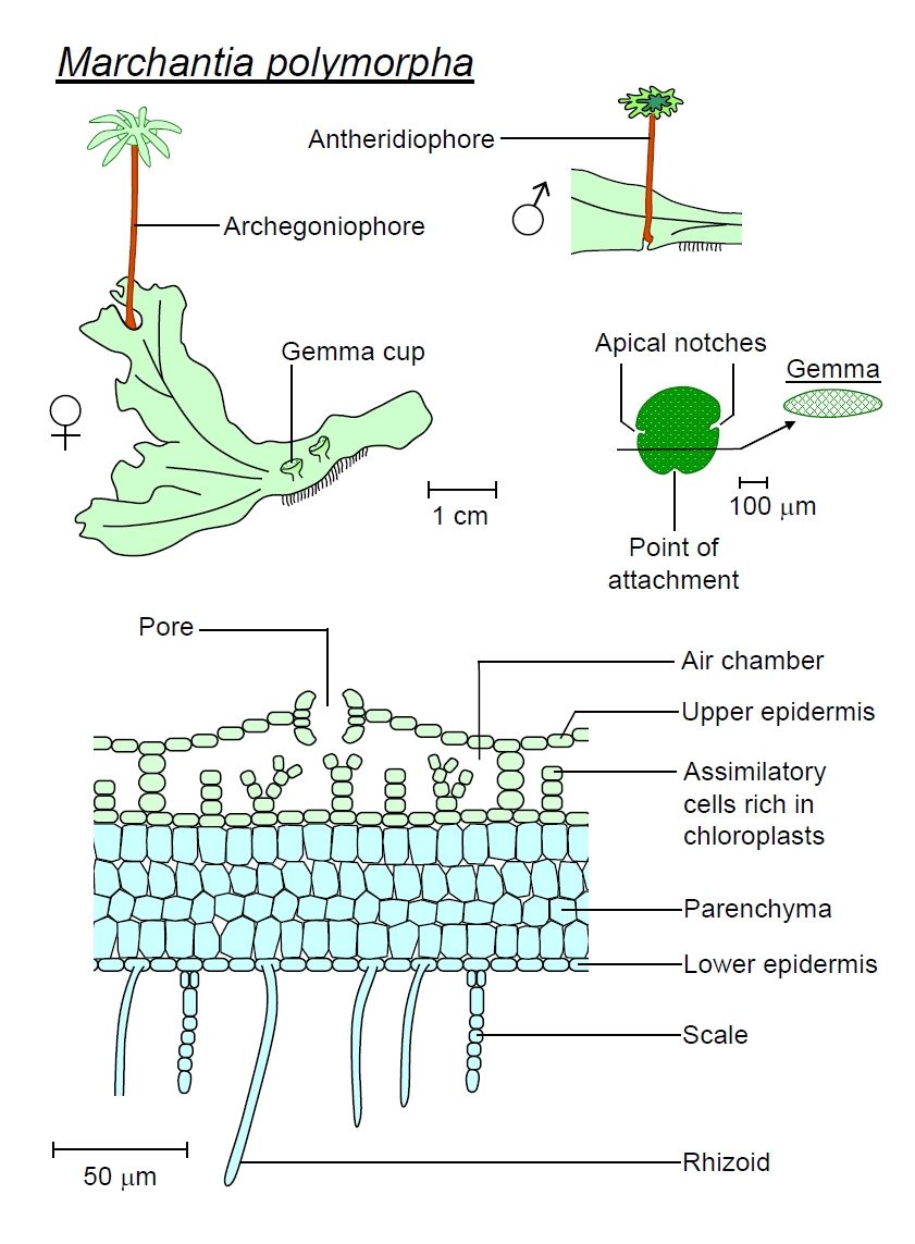 liverwort-diagram-wiring-diagram-pictures