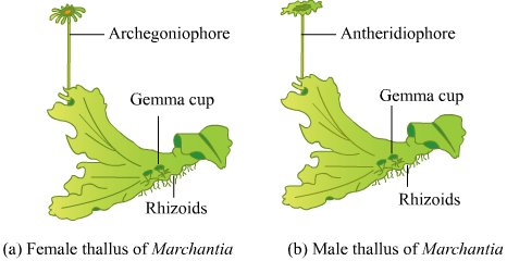 liverwort diagram