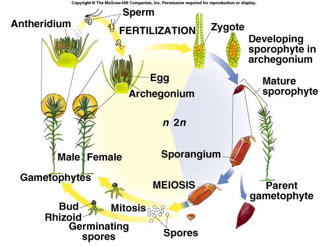 liverwort life cycle diagram