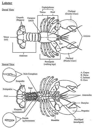 lobster diagram labeled