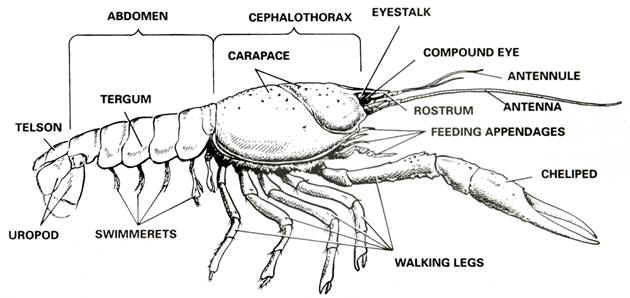 lobster diagram labeled