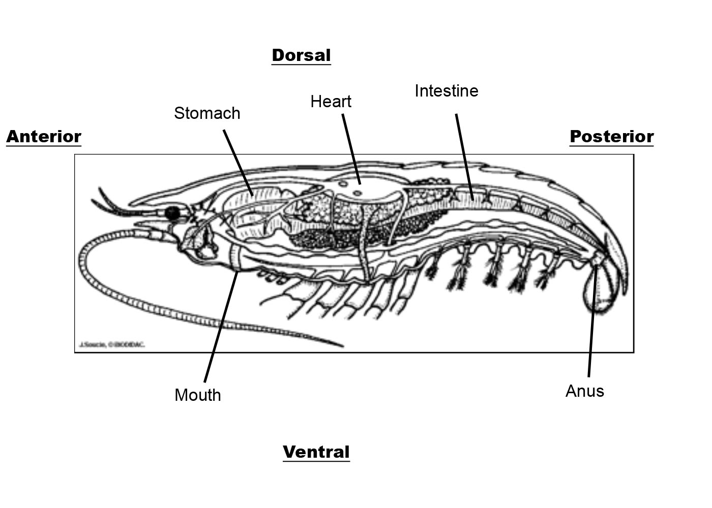 lobster diagram labeled