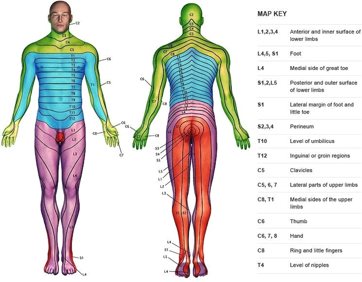 lumbar dermatomes diagram