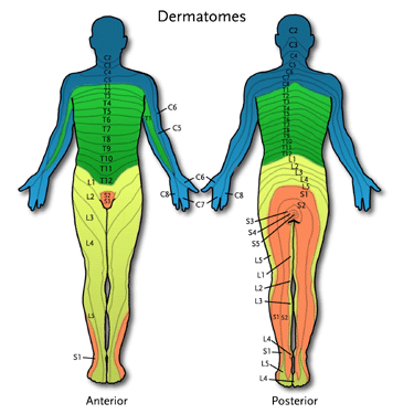lumbar dermatomes diagram