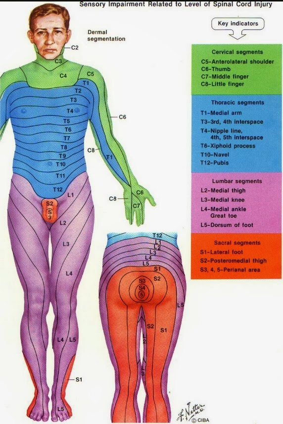 lumbar dermatomes diagram