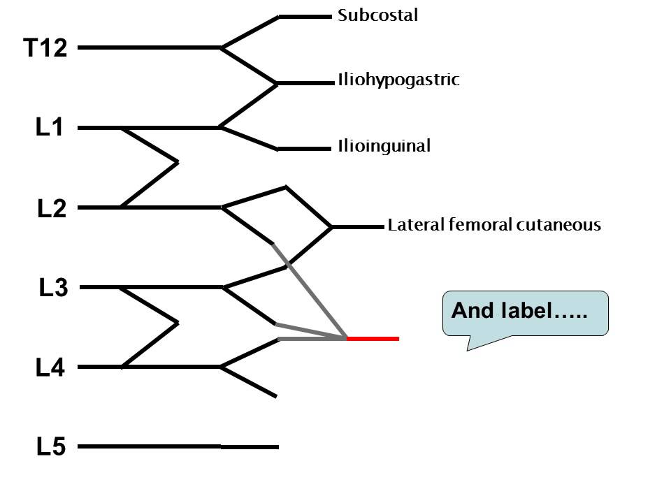 lumbosacral plexus diagram