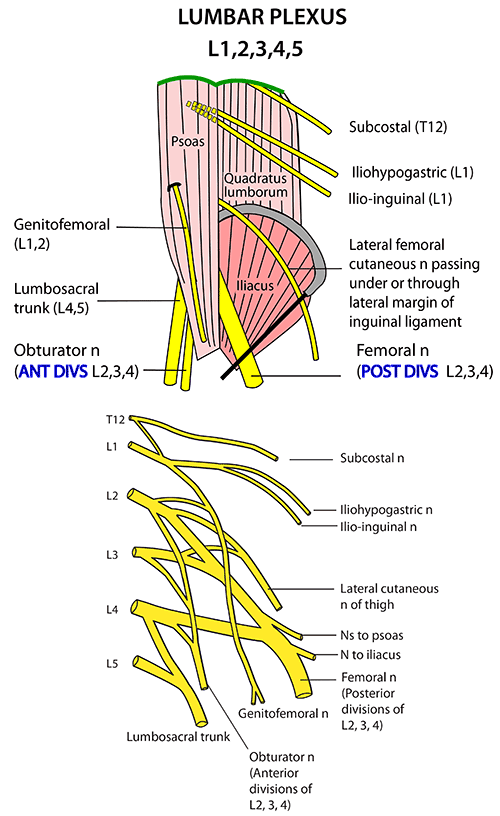 lumbosacral plexus diagram