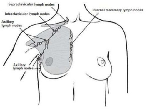 lymph nodes in armpit diagram