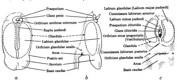 male cat genitalia diagram