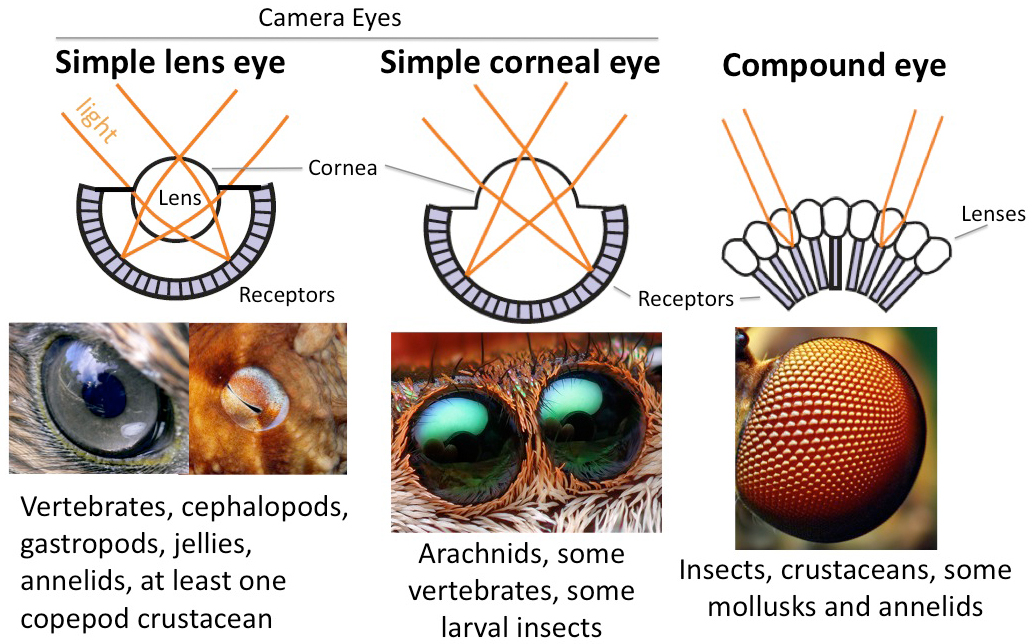 mantis shrimp eye diagram