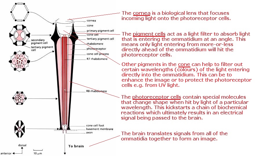 mantis shrimp eye diagram