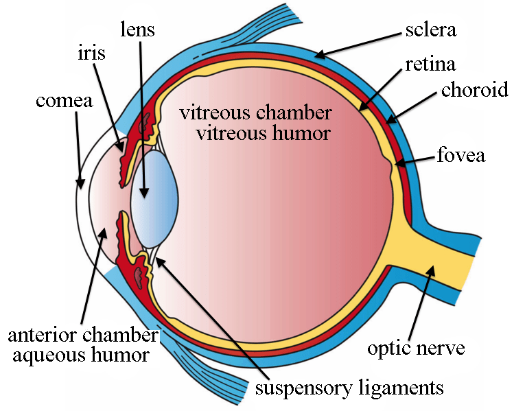 mantis shrimp eye diagram