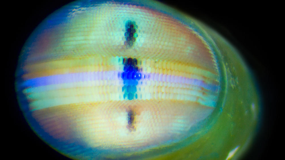 mantis shrimp eye diagram