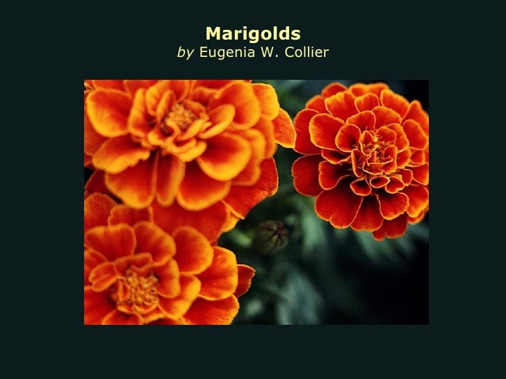 marigolds by eugenia collier plot diagram