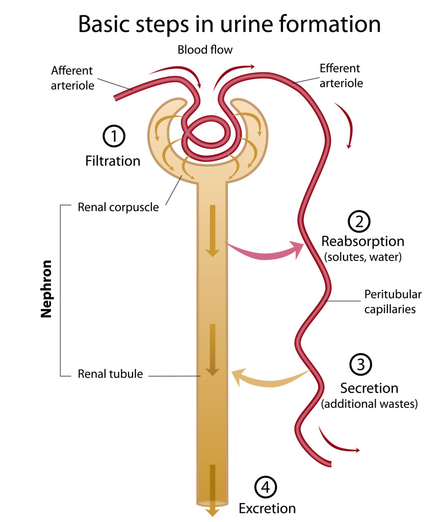 match each lettered structure in the diagram of the nephron