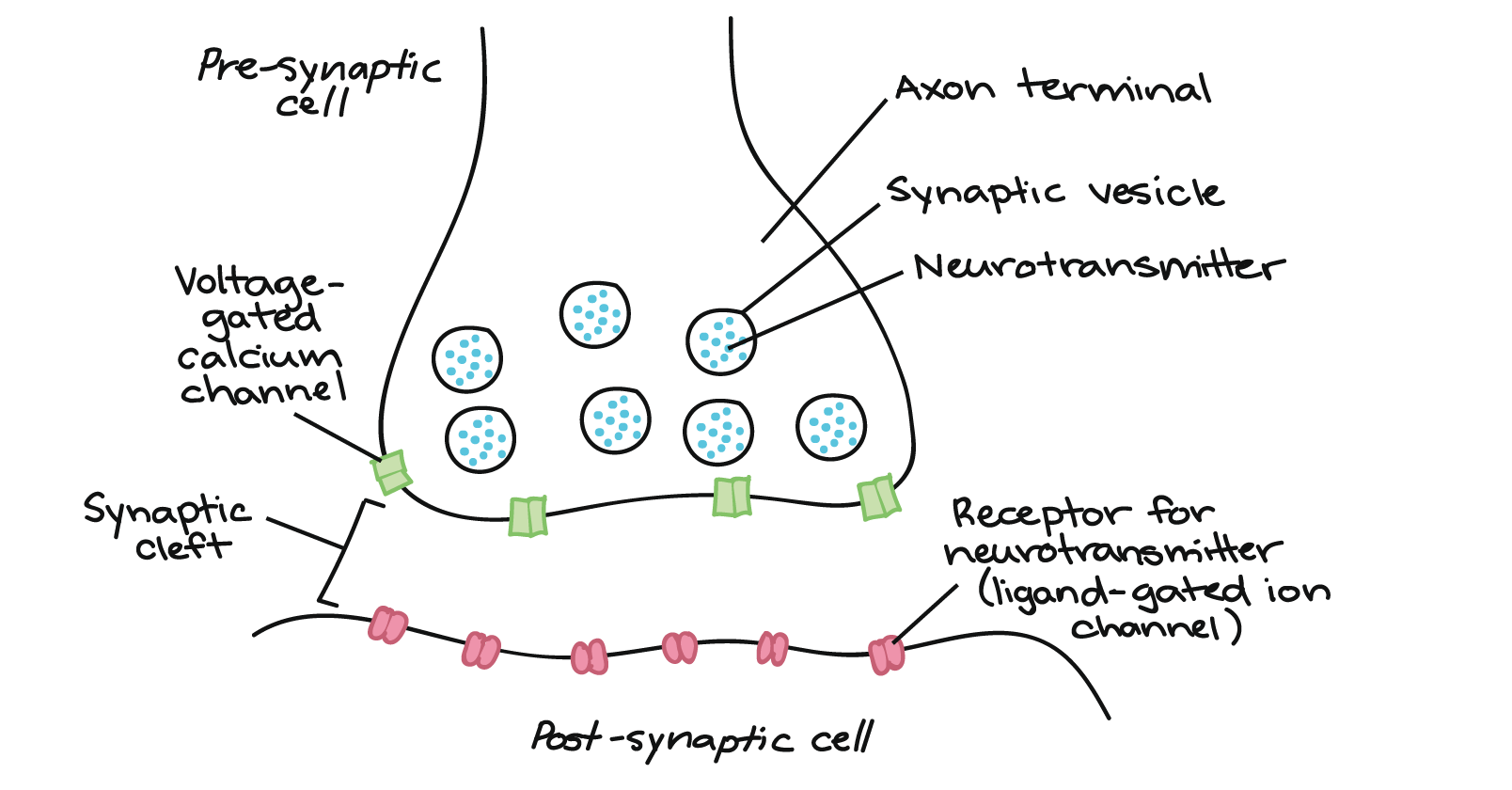 match each lettered structure in the diagram of the nephron