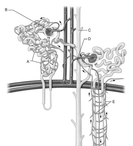 match each lettered structure in the diagram of the nephron