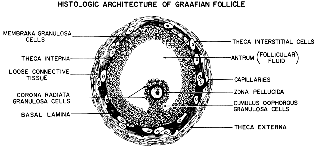 mature graafian follicle diagram