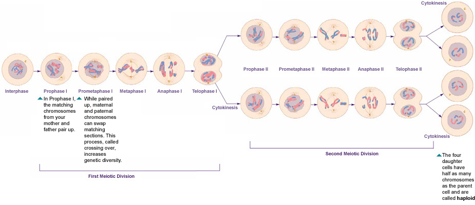 meiotic division beads diagram