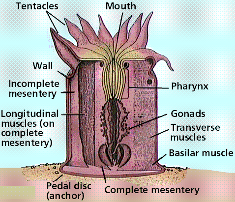 metridium diagram