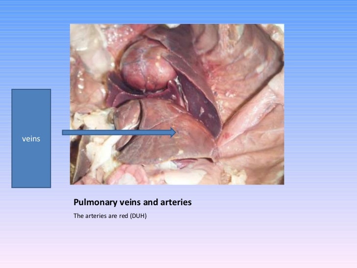 mink muscles diagram