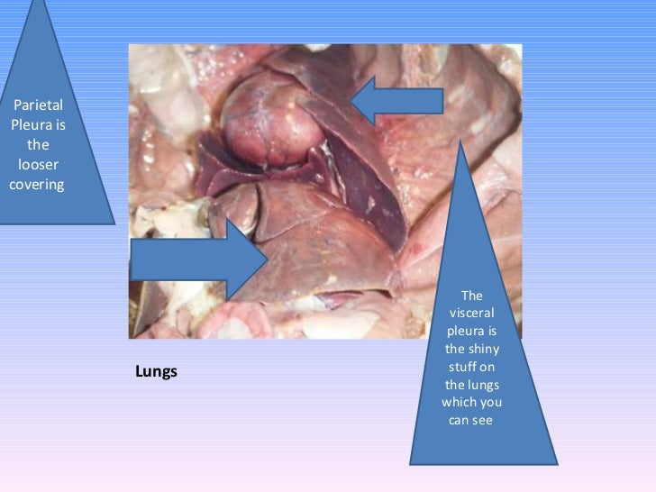 mink muscles diagram