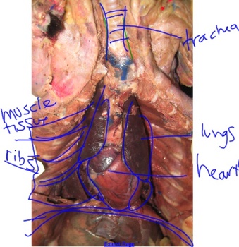 mink muscles diagram