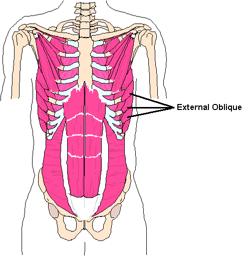 mink muscles diagram
