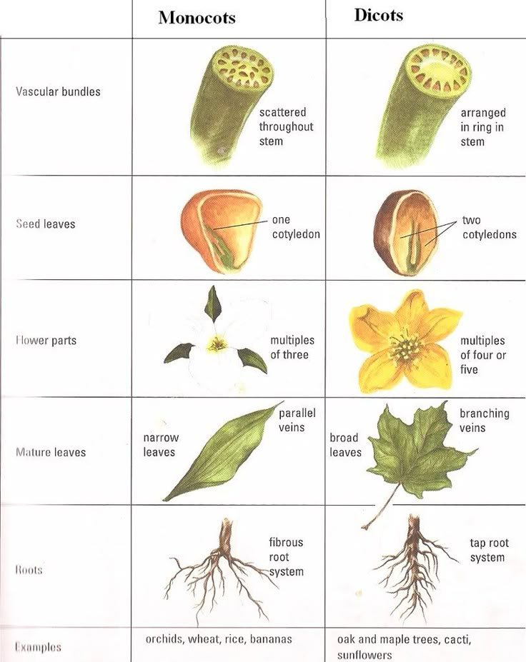 monocot-diagram