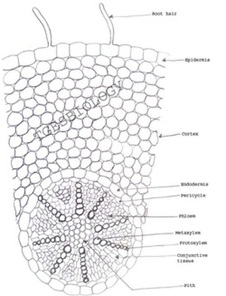 monocot diagram