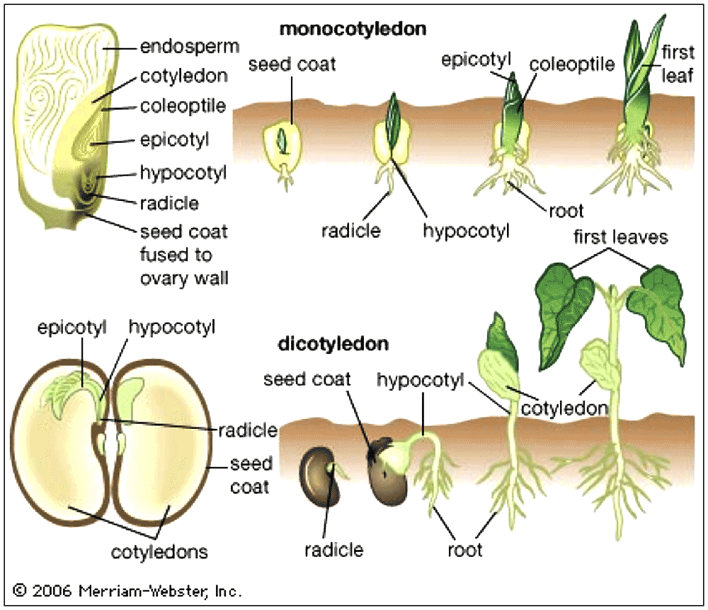 monocot diagram