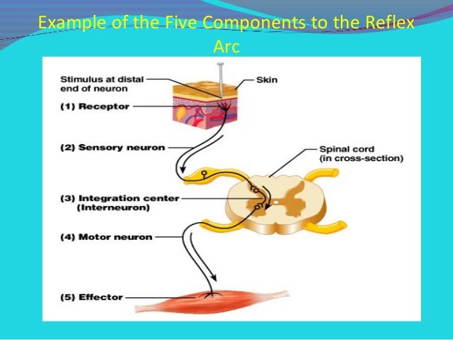 monosynaptic reflex arc diagram