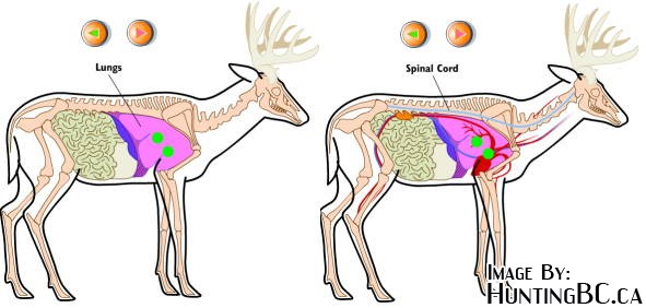 mule deer vitals diagram