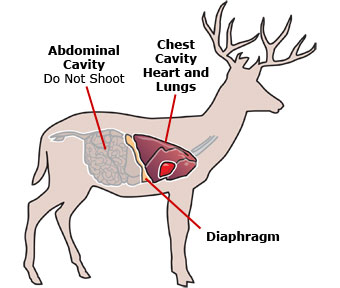 mule deer vitals diagram
