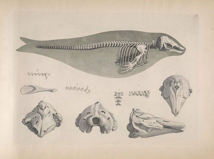 narwhal anatomy diagram