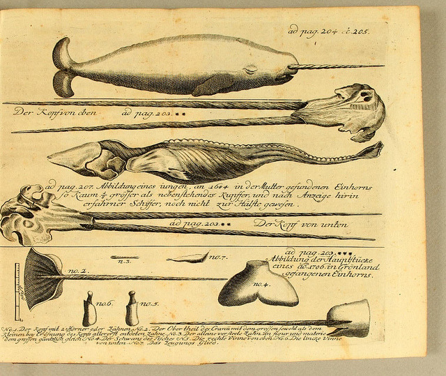 narwhal anatomy diagram