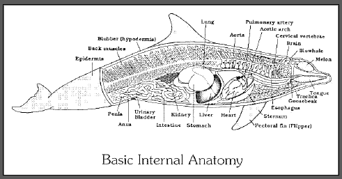 narwhal anatomy diagram