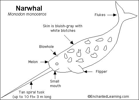 narwhal anatomy diagram