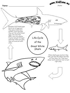 narwhal life cycle diagram