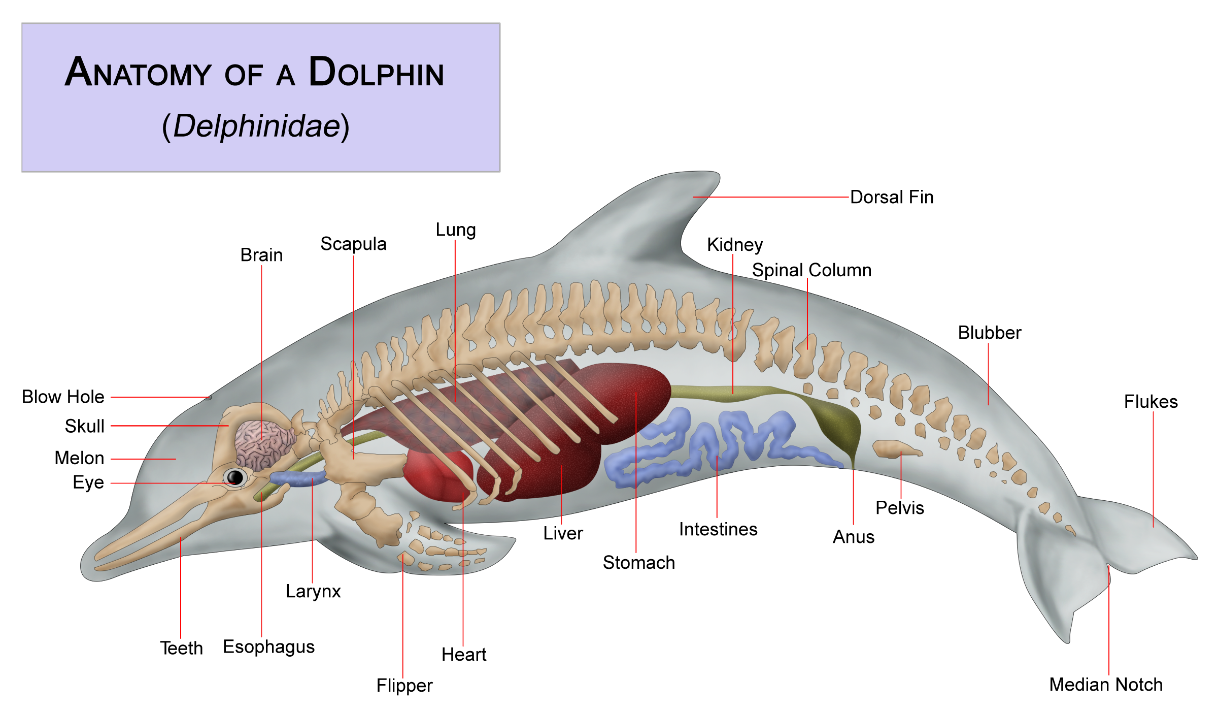 narwhal life cycle diagram