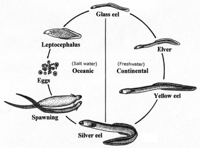 narwhal life cycle diagram