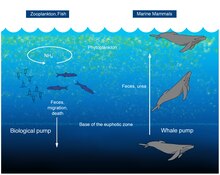 narwhal life cycle diagram