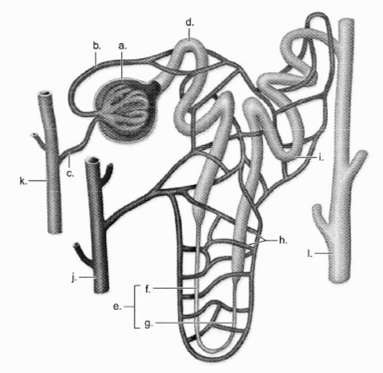 nephron blank diagram