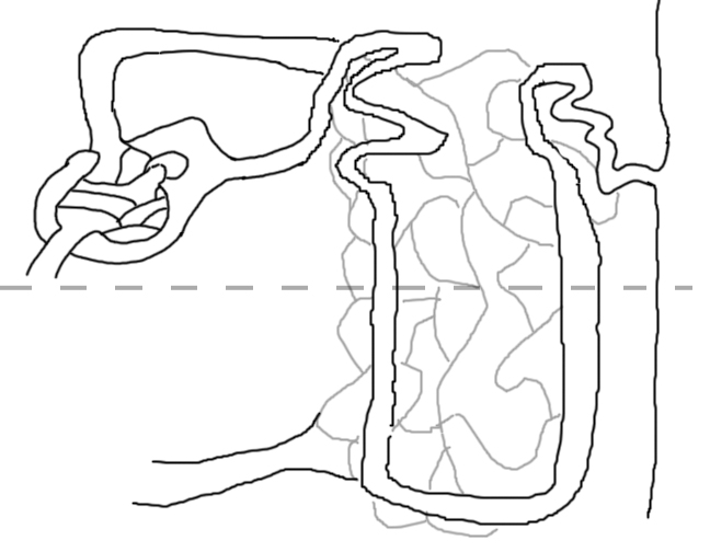 nephron blank diagram