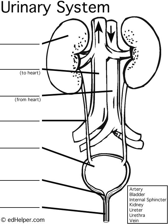 nephron blank diagram