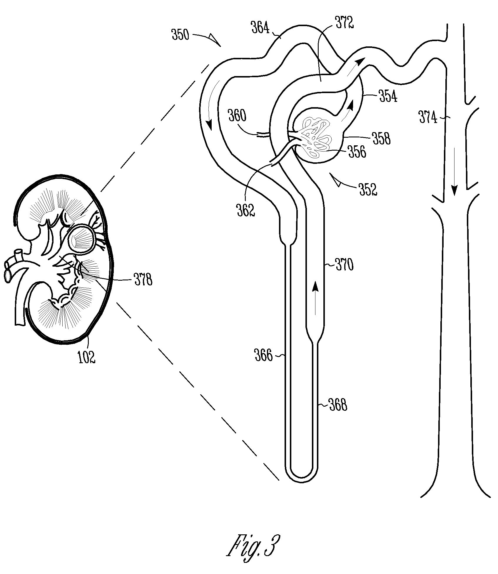 nephron blank diagram