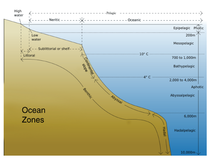 neritic zone diagram