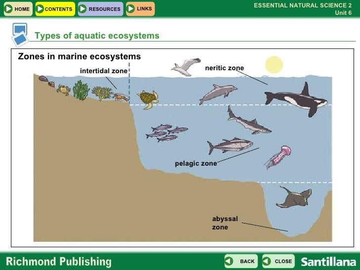 neritic zone diagram