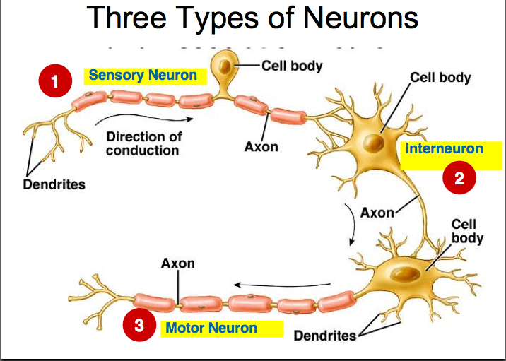 neuroglia diagram