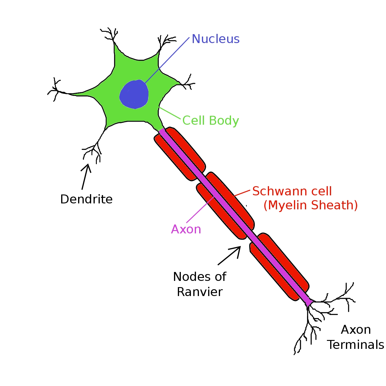 neuroglia diagram